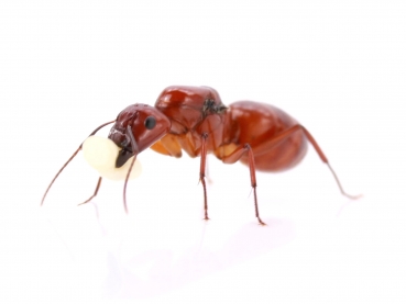 Camponotus castaneus